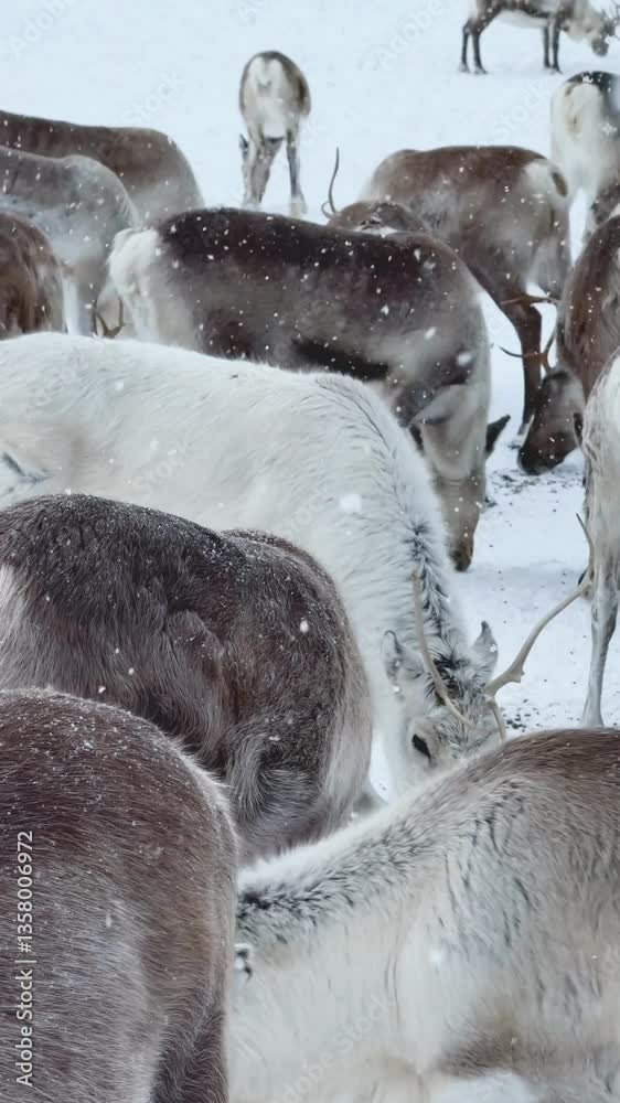 Reindeer in snow