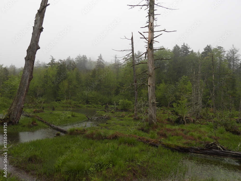 Obraz premium Even on a foggy day, the scenery within the Cranberry Glades Botanical Area has a mystical essence. Monongahela National Forest, Pocahontas County, Hillsboro, West Virginia.