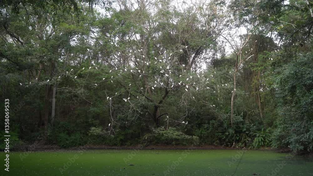 Gruyas se acuestan en arbol sobre un lago