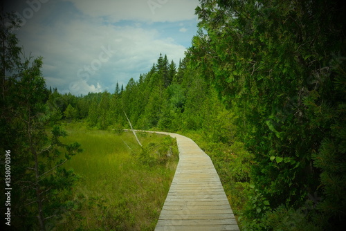 path in the woods green grass and tress in summer time