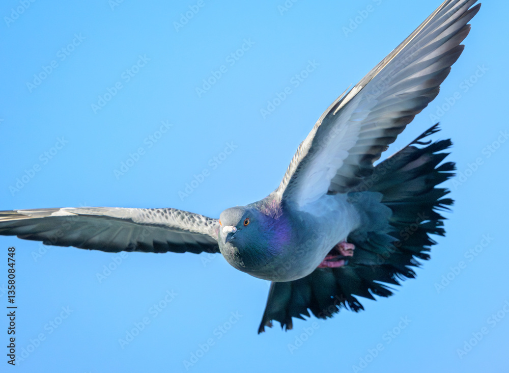 Obraz premium Close-up of Rock Pigeon flying under blue sky 