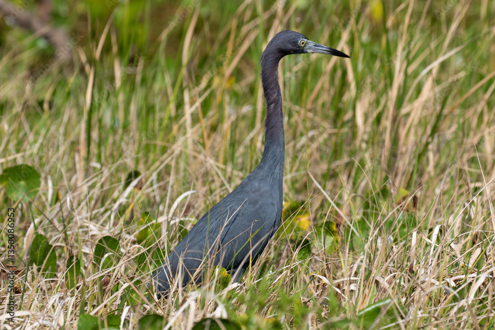 Fototapeta premium Little Blue Heron, Gaton Lake, Panama