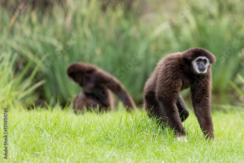 The lar gibbon (Hylobates lar), also known as the white-handed gibbon, is an endangered primate in the gibbon family.