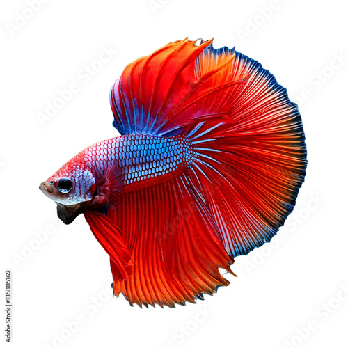 Obraz na płótnie red siamese fighting fish isolated Vibrant Betta Fish: Ornamental Freshwater Aquarium w salonie