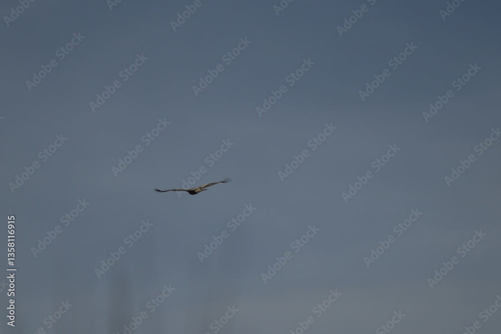 Obraz premium DESEMBOCADURA RIO GUADALHORCE. MALAGA. ESPAÑA. 