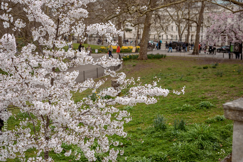 Spring in London's St. James's Park white cherry blossoms, 
