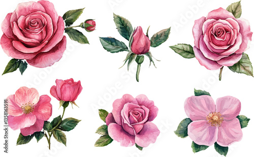 set of roses isolated on white