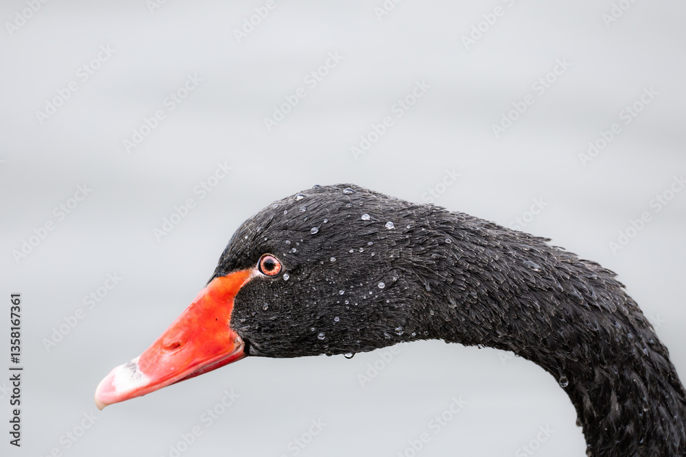 Fototapeta premium 宮城平筒沼にやって来たブラックスワン黒鳥