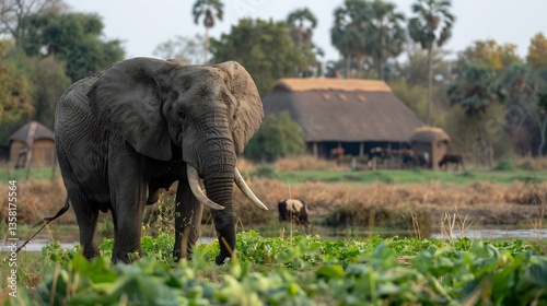 African elephant roams near a rural farm its trunk reaching for crops In the background a farmer watches nervously holding a deterrent stick while his cattle graze