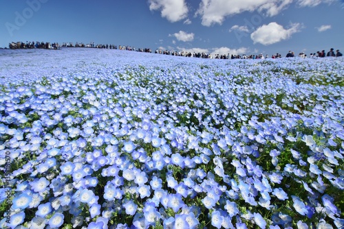 咲き誇るネモフィラの群生	