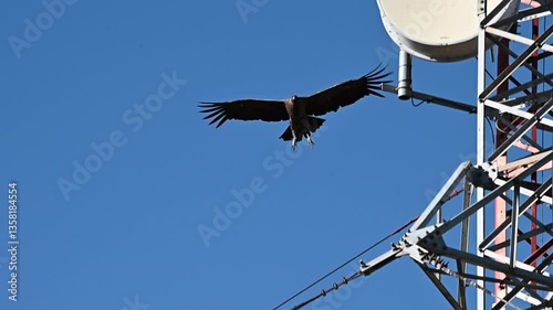 Slow-motion flight of a female condor with a blue sky 2