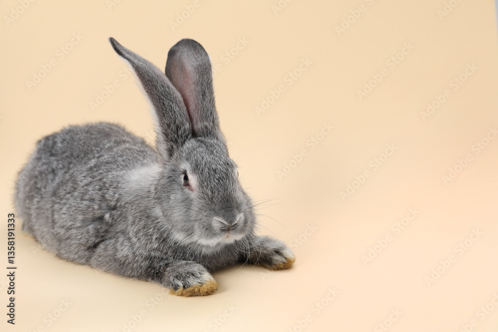 Fototapeta premium Fluffy grey rabbit on beige background, space for text. Cute pet