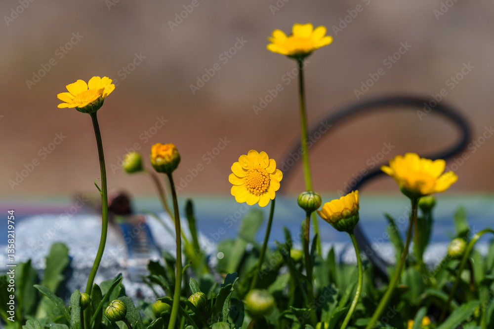 Close-up photo of blooming yellow Corn Marigold (Coleostephus) Close-up photo of blooming yellow Corn Marigold (Coleostephus)