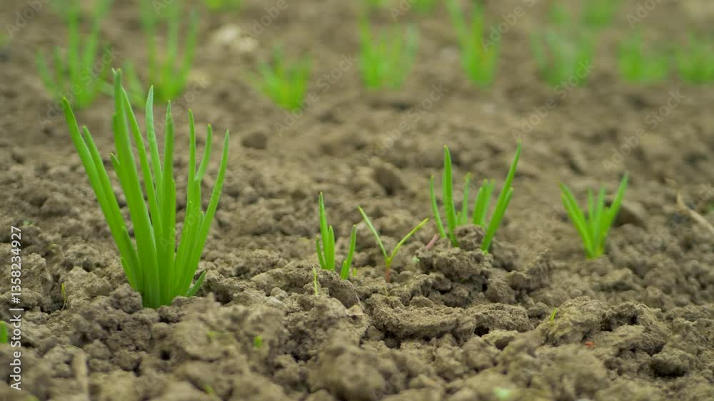Cultivate organic onions in soil. Raw flavors of homegrown vegetables, enhancing meals with natural taste. Vegetable gardens in rural homesteads yield fresh crops throughout the spring and summer