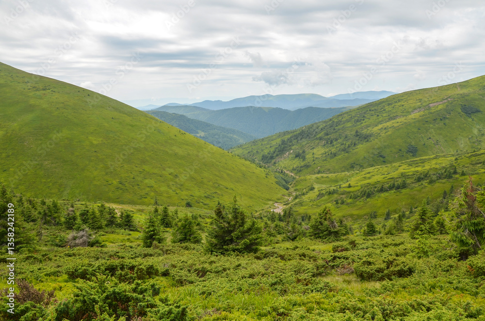 Fototapeta premium Breathtaking view of verdant valley surrounded by lush hills and forested landscapes under a cloudy sky. Perfect for nature, serenity, and outdoor exploration themes. Carpathian Mountains, Ukraine