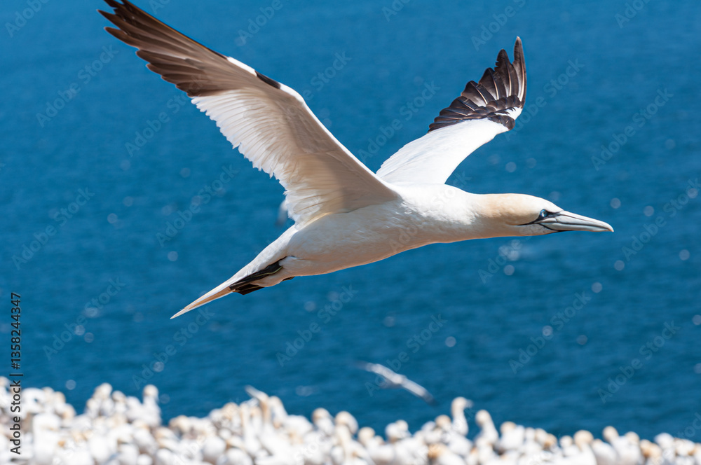 Fototapeta premium Close-up of a graceful northern gannet (Morus bassanus) soaring above a blue sea with a blurred colony in the background. Captured in Gaspésie, Québec. Elegant wildlife moment in mid-air.
