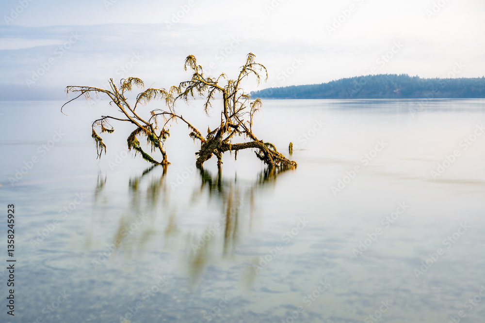 Submerged Tree in Sequim Bay, WA