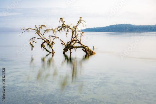 Obraz na płótnie Submerged Tree in Sequim Bay, WA w salonie