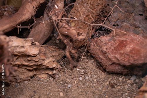 Obraz na płótnie A night gecko peeks out from between the stones.
w salonie