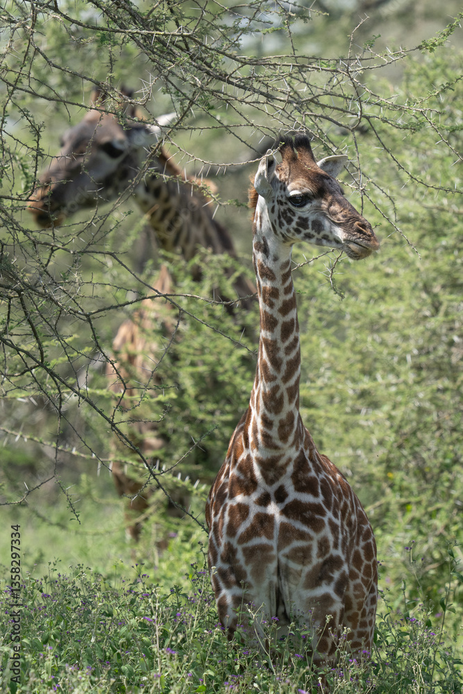 Obraz premium Baby giraffe in the grass with mom behind