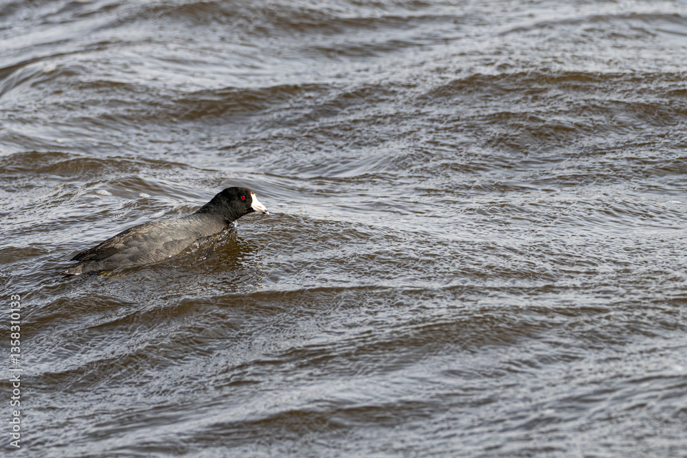 Fototapeta premium American coot swimming against the waves.