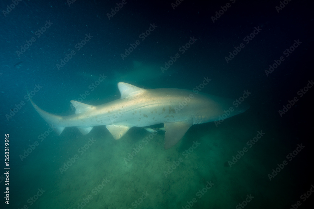 Fototapeta premium シロワニ 小笠原 東京都