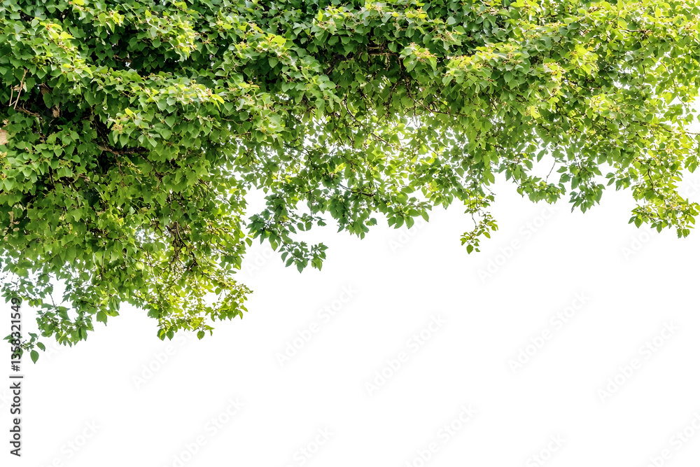 Transparent Background of Green Foliage Leaves Plant Branch Nature Tree Transparent Background of Green Foliage Leaves Plant Branch Nature Tree