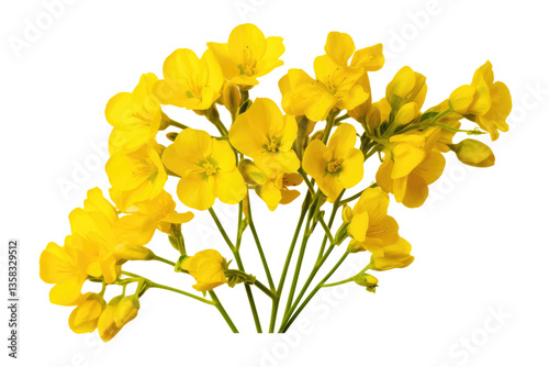 Fototapeta Naklejka Na Ścianę i Meble -  Golden Fields in Bloom: A Stunning View of Yellow Rapeseed Flowers on transparent background