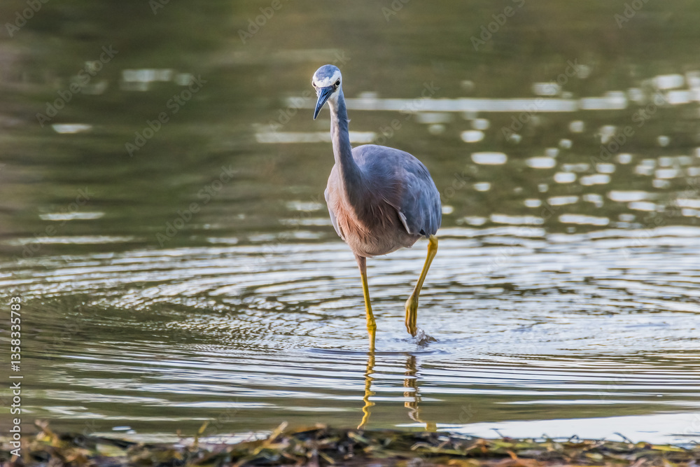 Naklejka premium White-faced Heron and reflection in the lake at Sunset