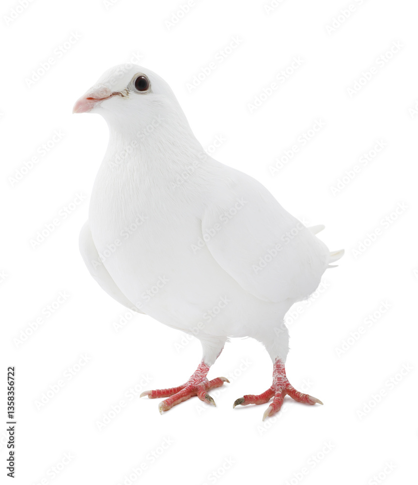 One dove isolated on white. Graceful bird