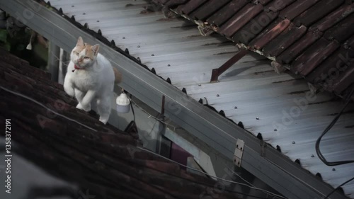 a cat jumping from one roof to another