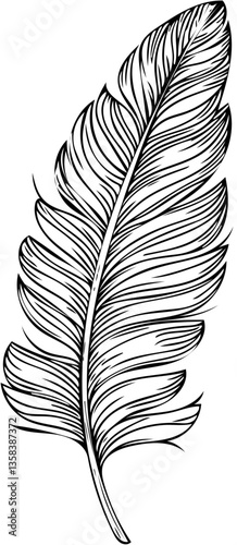 Single detailed feather in black vintage vector style, hand drawn and isolated on transparent background
