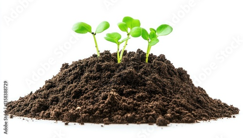 Ultra-Detailed Soil Texture Isolated on White – High-Quality Close-Up