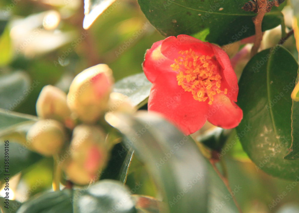 Obraz premium Camellia sinensis