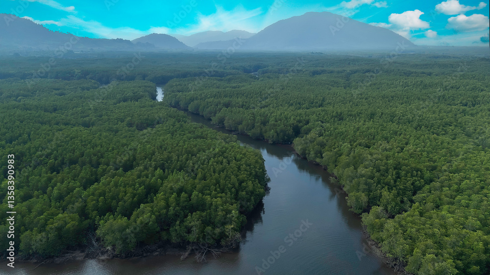 Fototapeta premium Amazing abundant mangrove forest of forest trees Rainforest ecosystem and healthy environment background, Texture of green trees forest leaves background