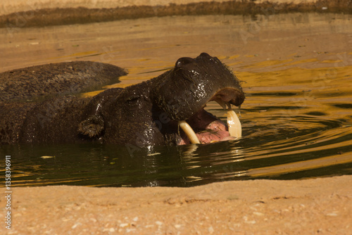 The Common hippopotamus (Hippopotamus amphibius).
