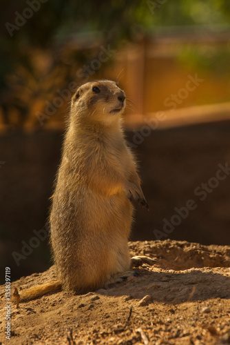 Wallpaper Mural The black-tailed prairie dog (Cynomys ludovicianus). Torontodigital.ca
