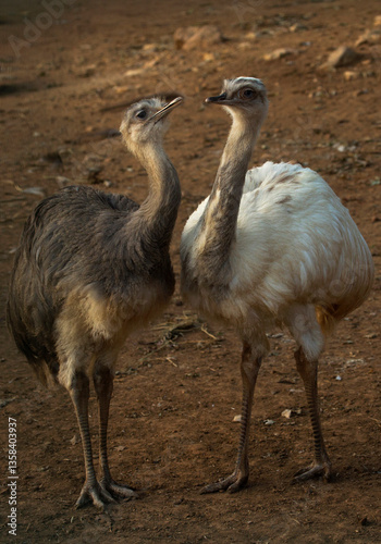 The greater rhea (Rhea americana).
