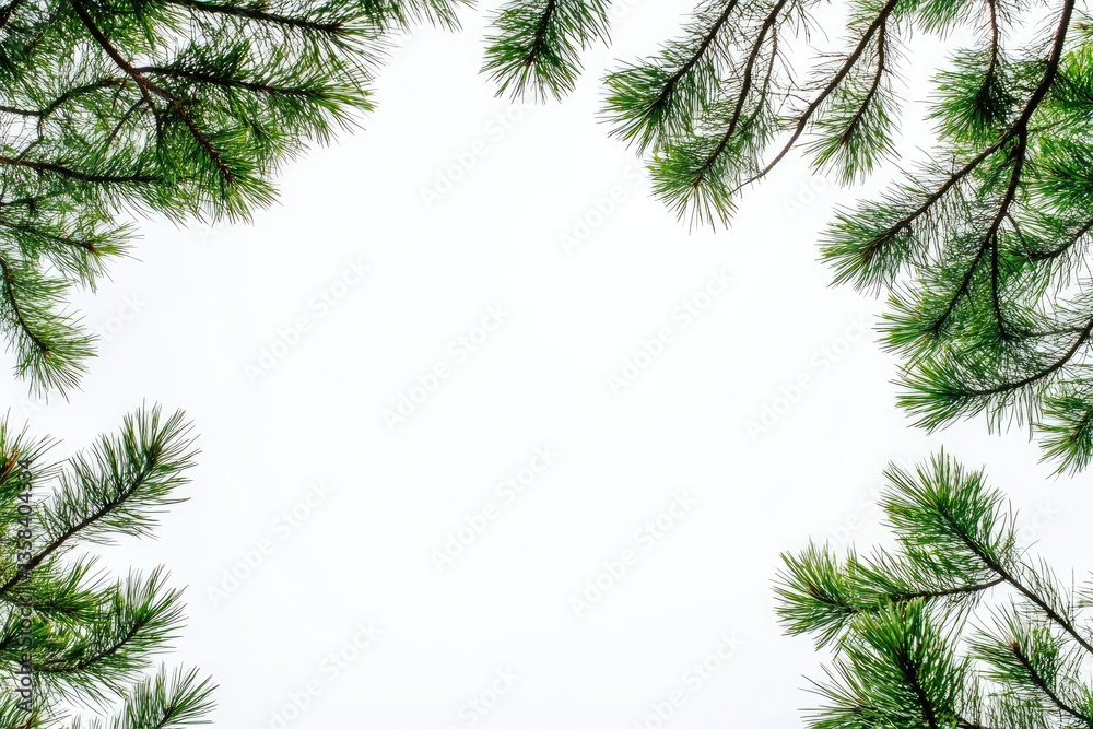 Evergreen branches frame a bright sky