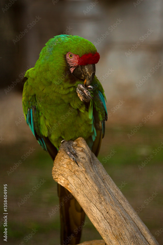 Naklejka premium The military macaw (Ara militaris).