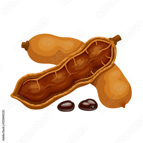 Illustration of Tamarind, scientific name Tamarindus indica, isolated on white background.