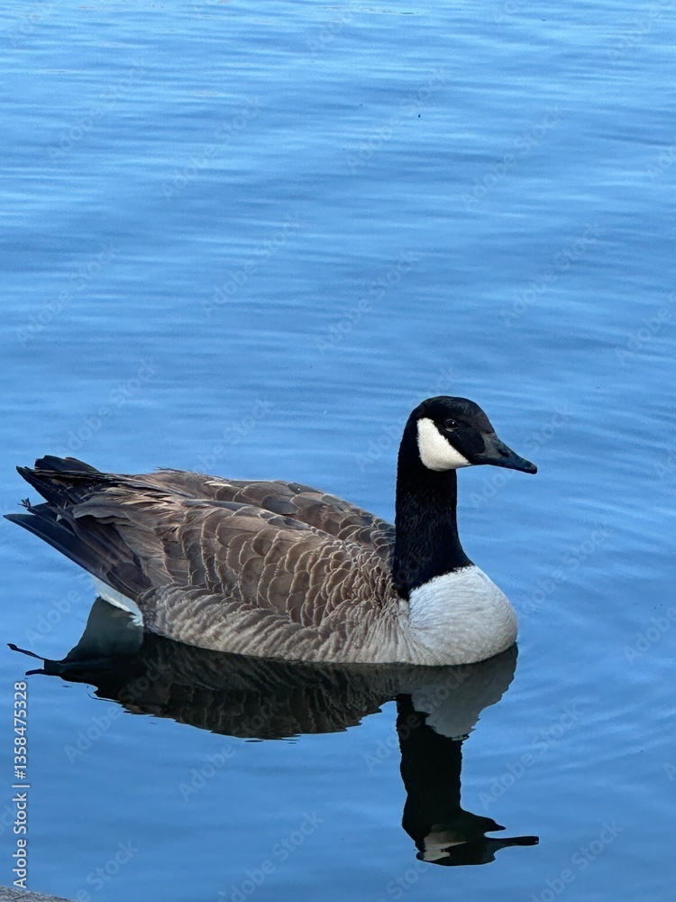 Fototapeta premium canada goose branta canadensis
