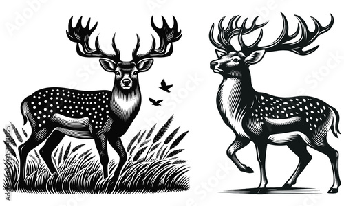 set of deer