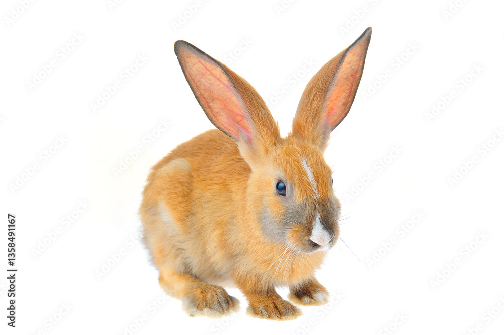 Obraz premium The rabbit in a white background