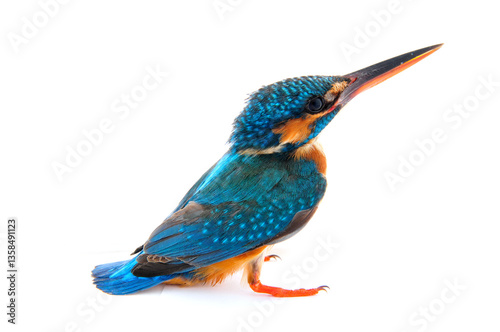 Kingfisher on a white background