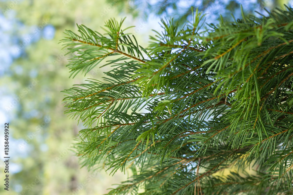 Fototapeta premium Green Evergreen Branches With Delicate Needles Surrounded by Soft, Blurred Foliage on a Sunny Day in the Woods
