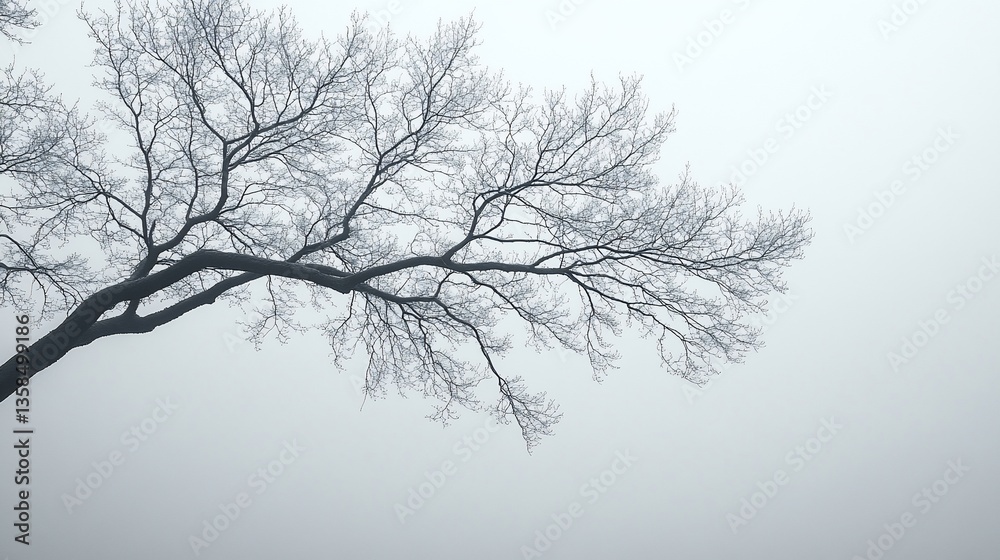 custom made wallpaper toronto digitalBare tree branches in a misty landscape.  Silhouette of a tree reaching upward against a foggy sky.  A quiet, serene winter scene