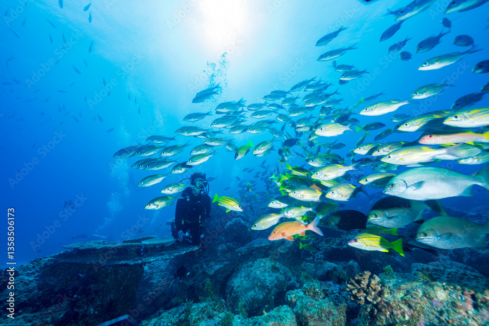 Naklejka premium 魚の群れと泳ぐダイバー 小笠原 東京都