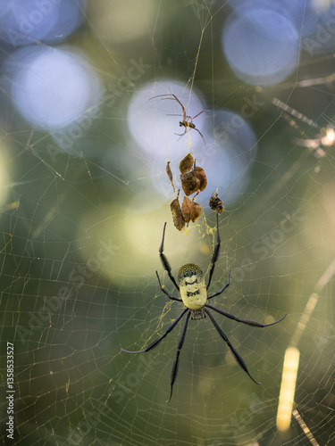 Nephila fenestrata (black-legged nephila) photo