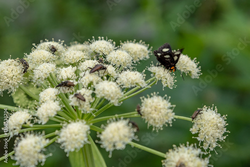 Wild Angelica, Angelica sylvestris wildflowers seen in Alberta, Canada during summer time with a black and white Eight-spotted forester, Alypia octomaculata.